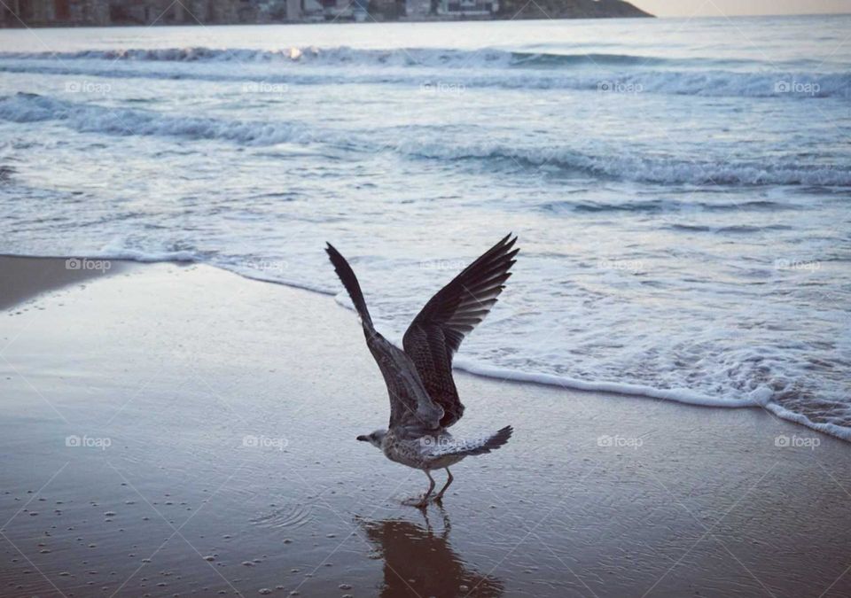 Beach#sea#bird#seagull#waves