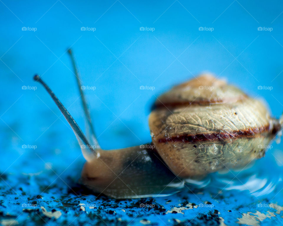 Gliding in blue snail. 