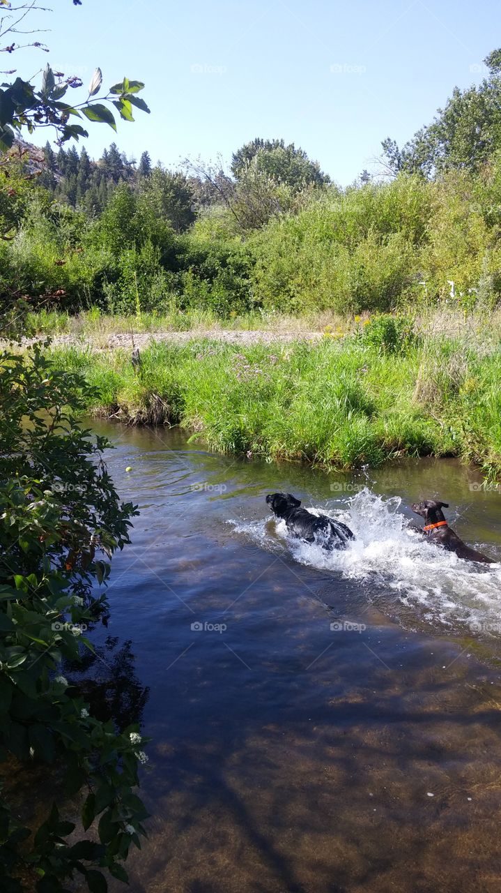 Dogs playing in creek.