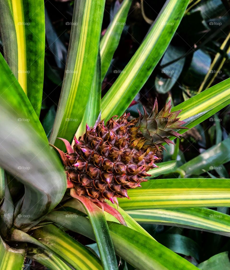 Pineapple plant—taken in Chicago, Illinois 