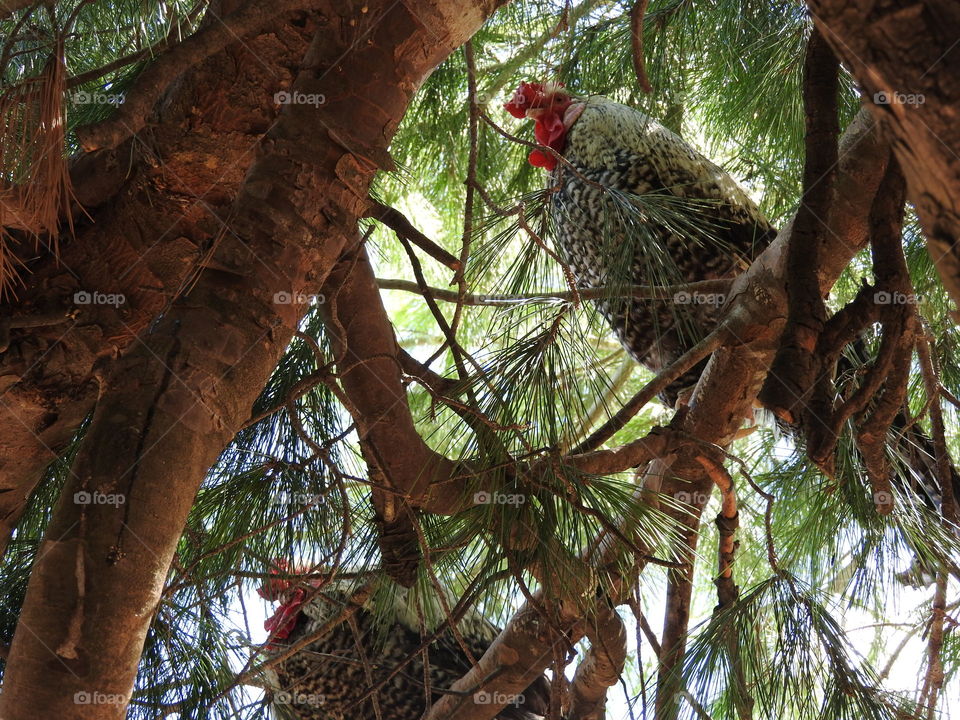 Chooks In A Tree
