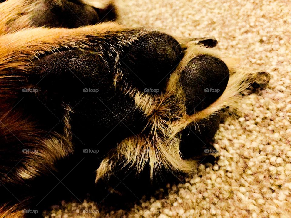 Paw pads