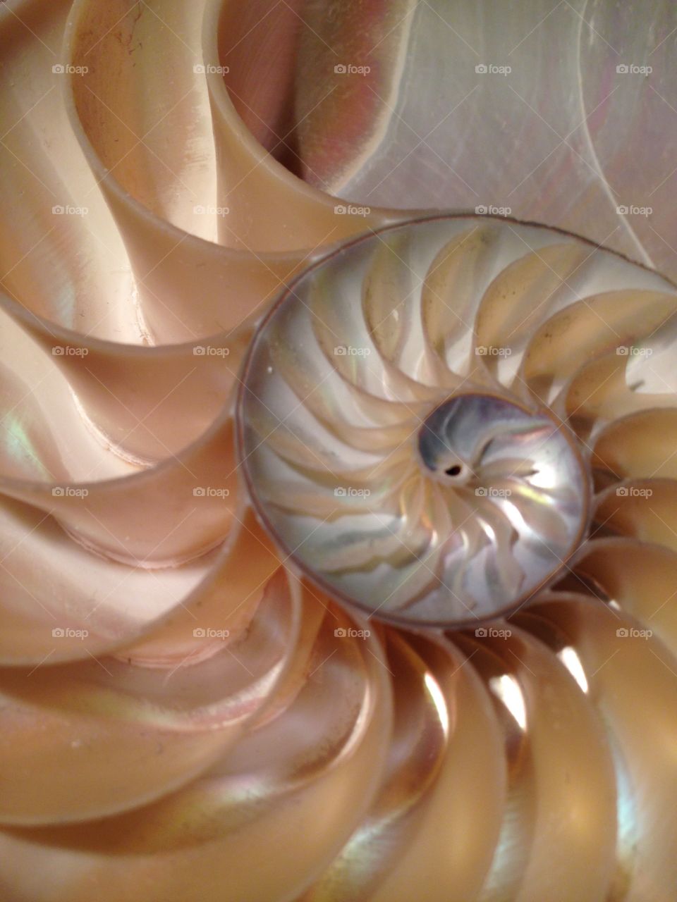 Nautilus shell cross section symmetry spiral Fibonacci swirl 