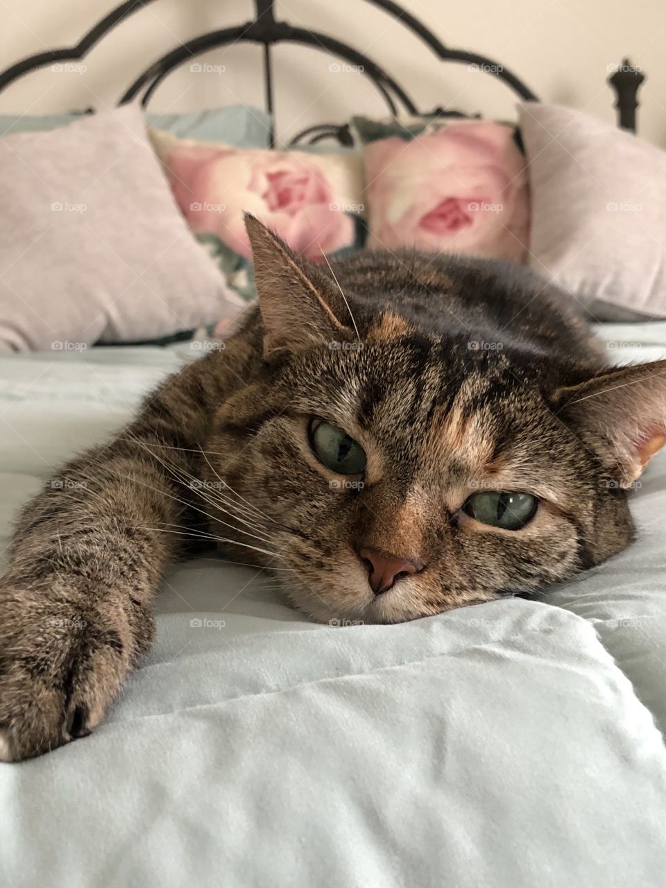 Tabby cat lounging on my bed green eyed kitty 
