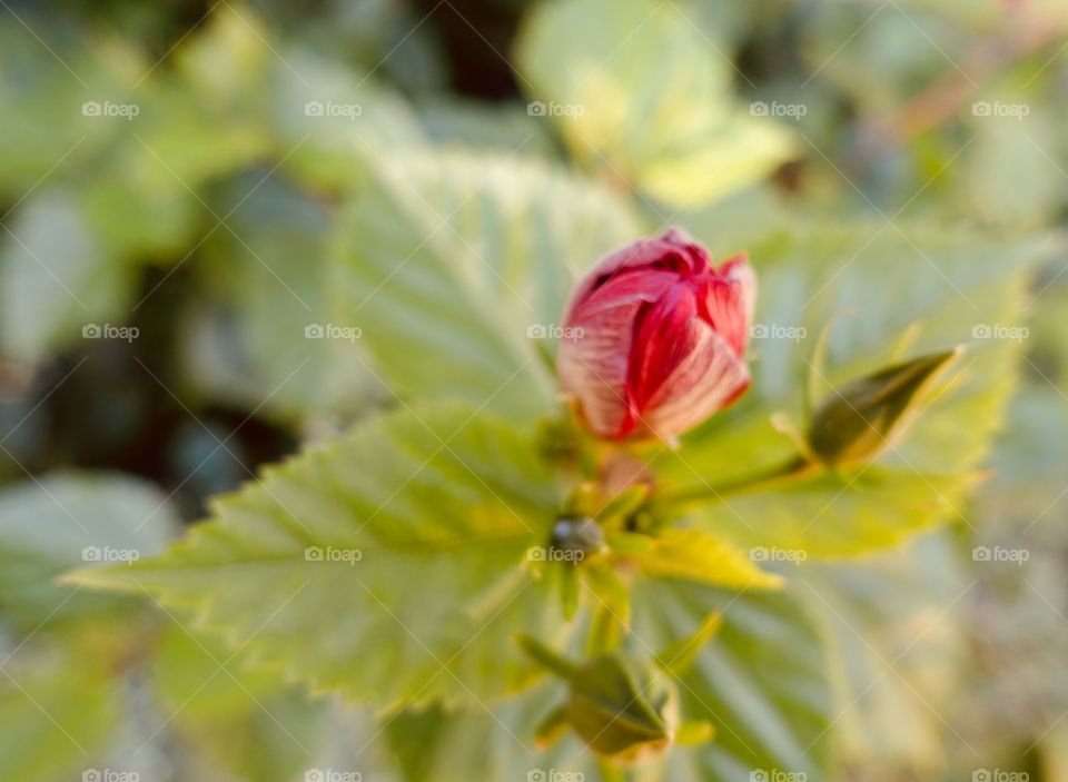 Buds of hibiscus in the garden.