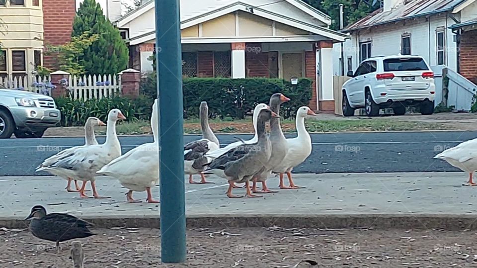 Wagga Birds