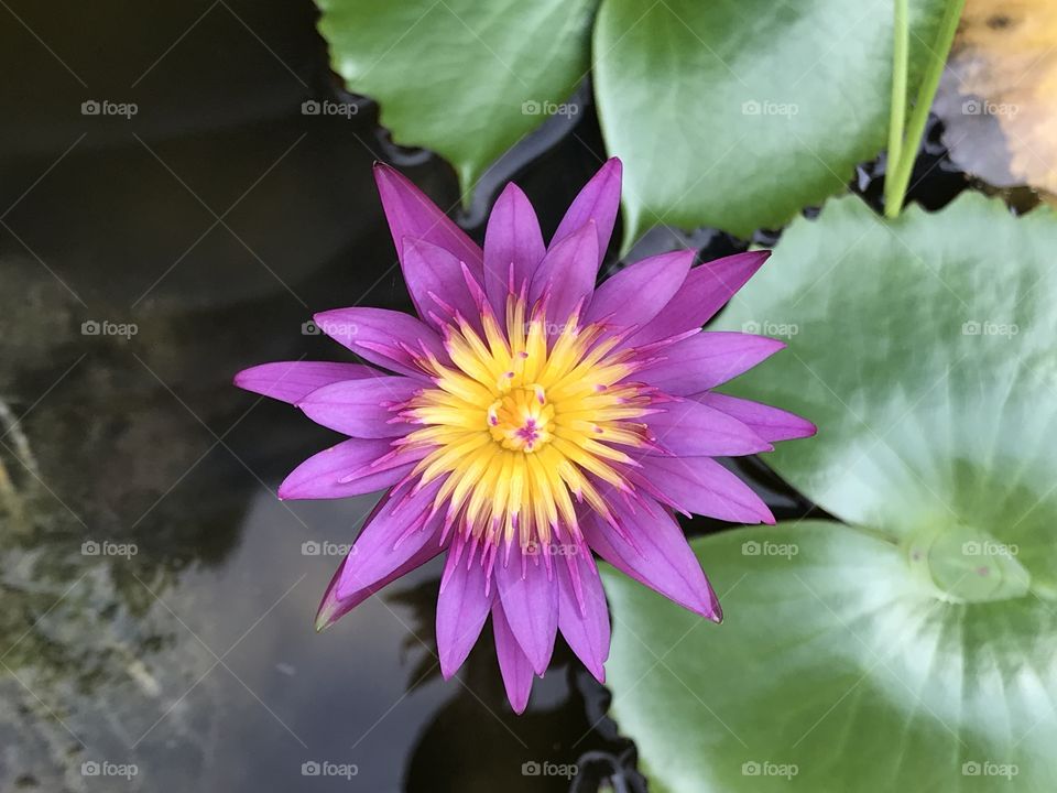 Lotus flower plant in Thailand 