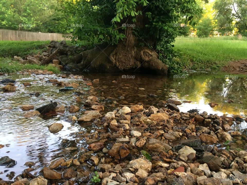 Tree base over water