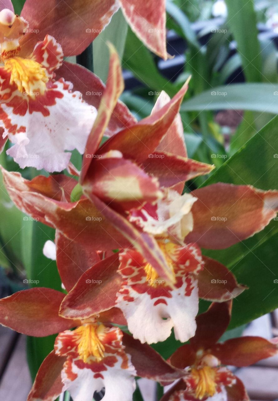 orchid yellow throat