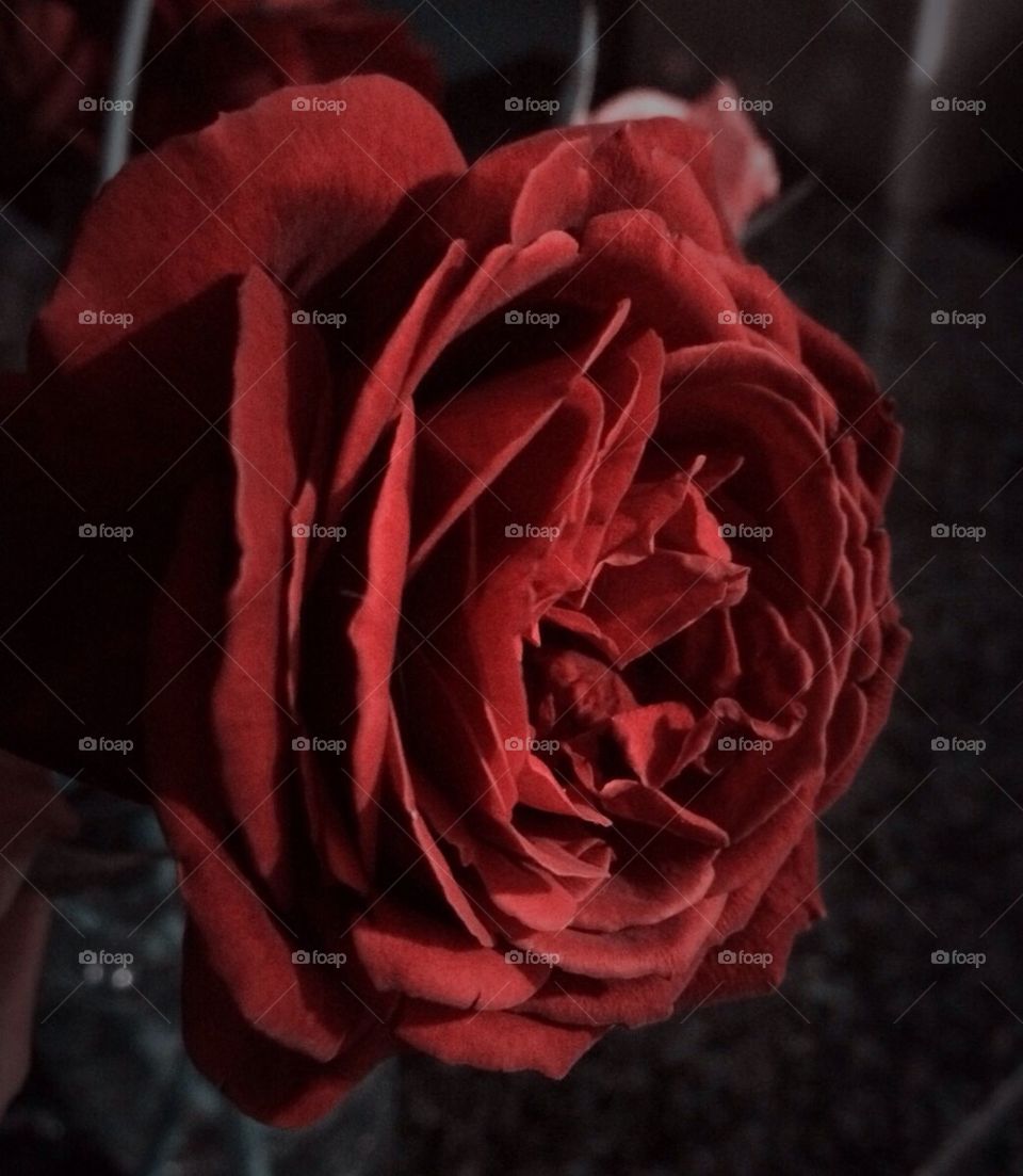 Red Rose