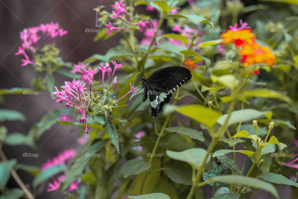 Nature, Flower, Summer, No Person, Garden