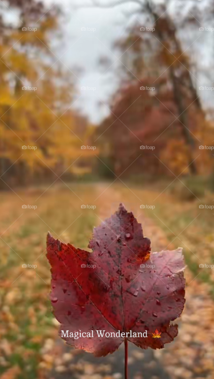 Autumn leaves beauty