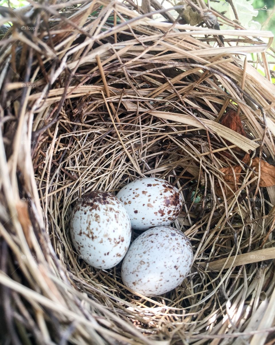 nest