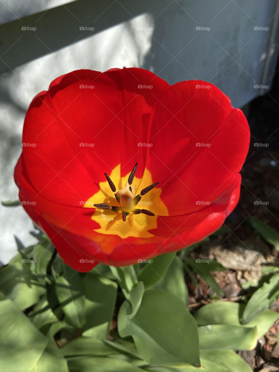 Bright red and yellow tulip in full bloom this spring in the early morning sunshine. 