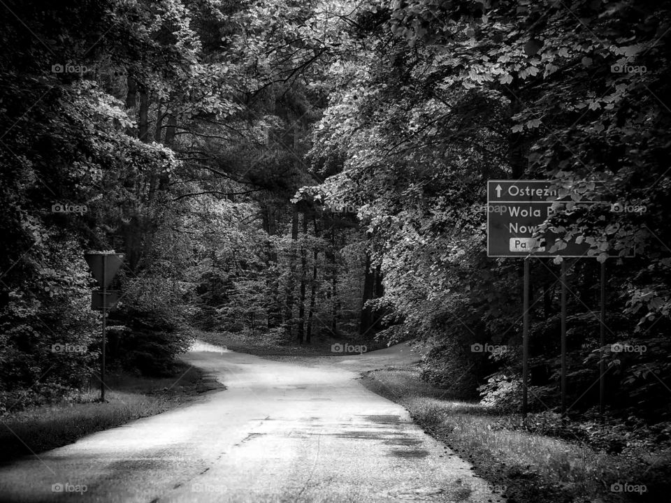 Black and white forest road