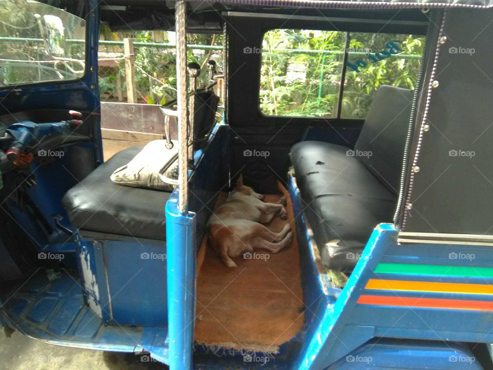 dog in side a auto