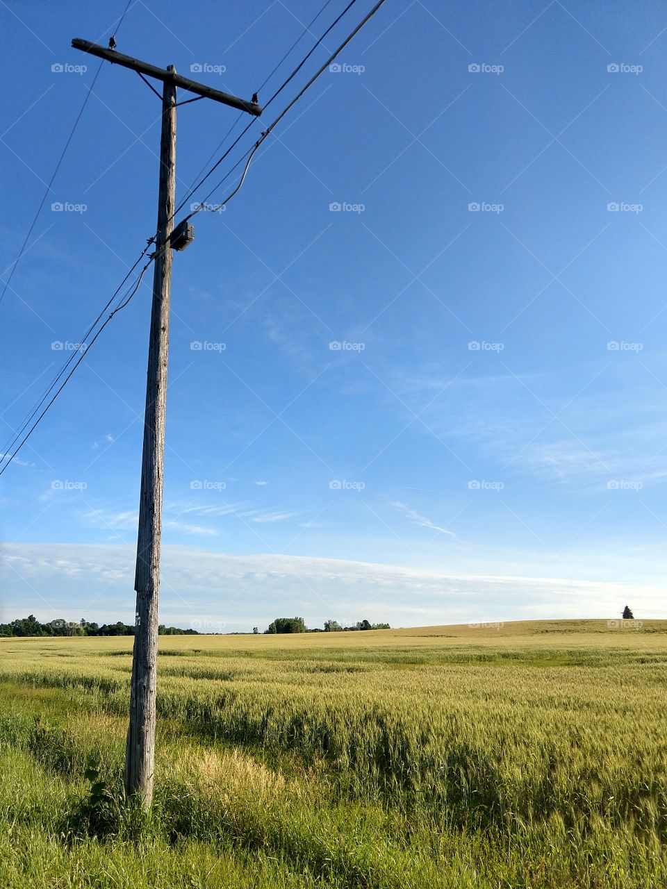 telephone pole by a wheat field