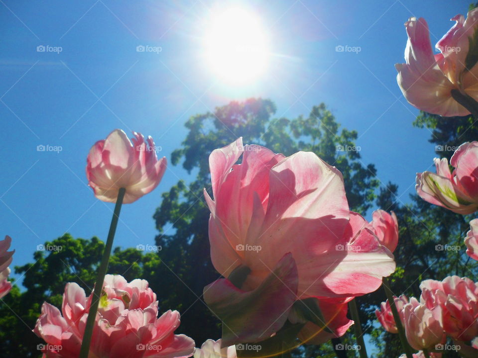 Flowers tulips against the blue sky in the park of Kiev