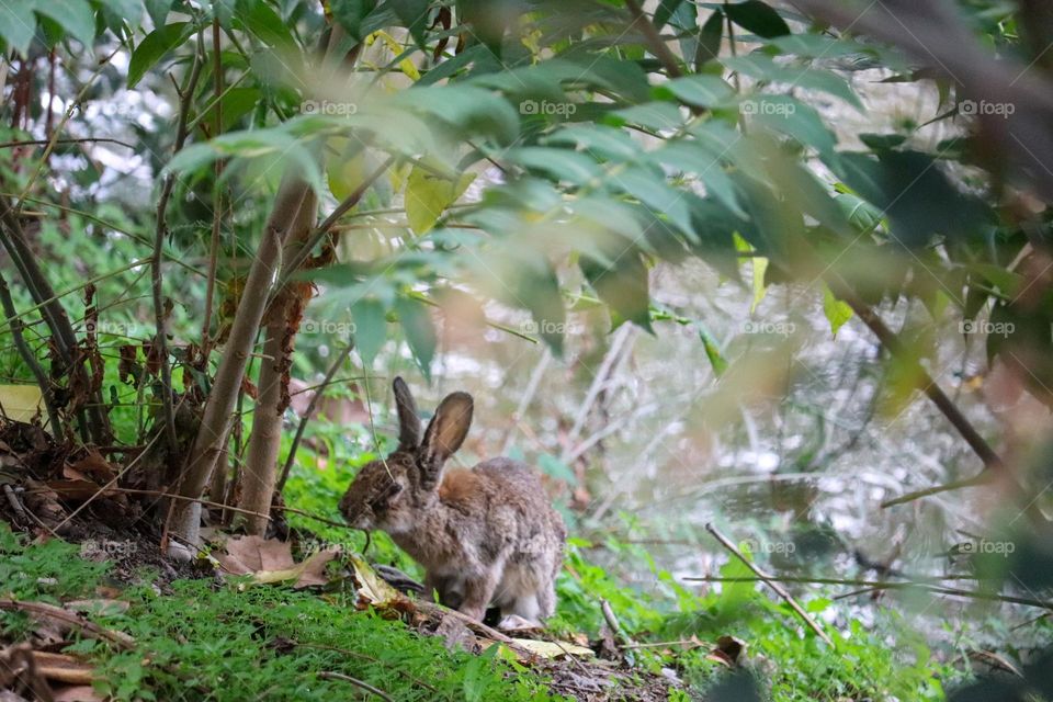 A wild rabbit in a wooded part of the city of Madrid