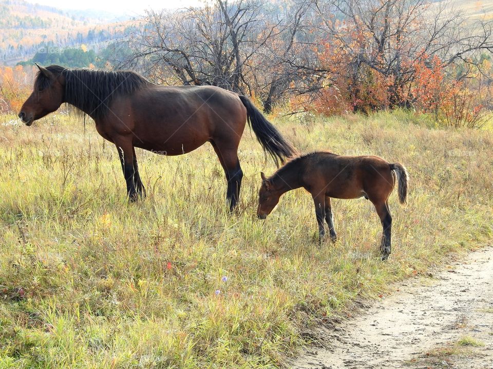 Transbaikalian horses. On an autumn evening in the valley of the Ingoda river.