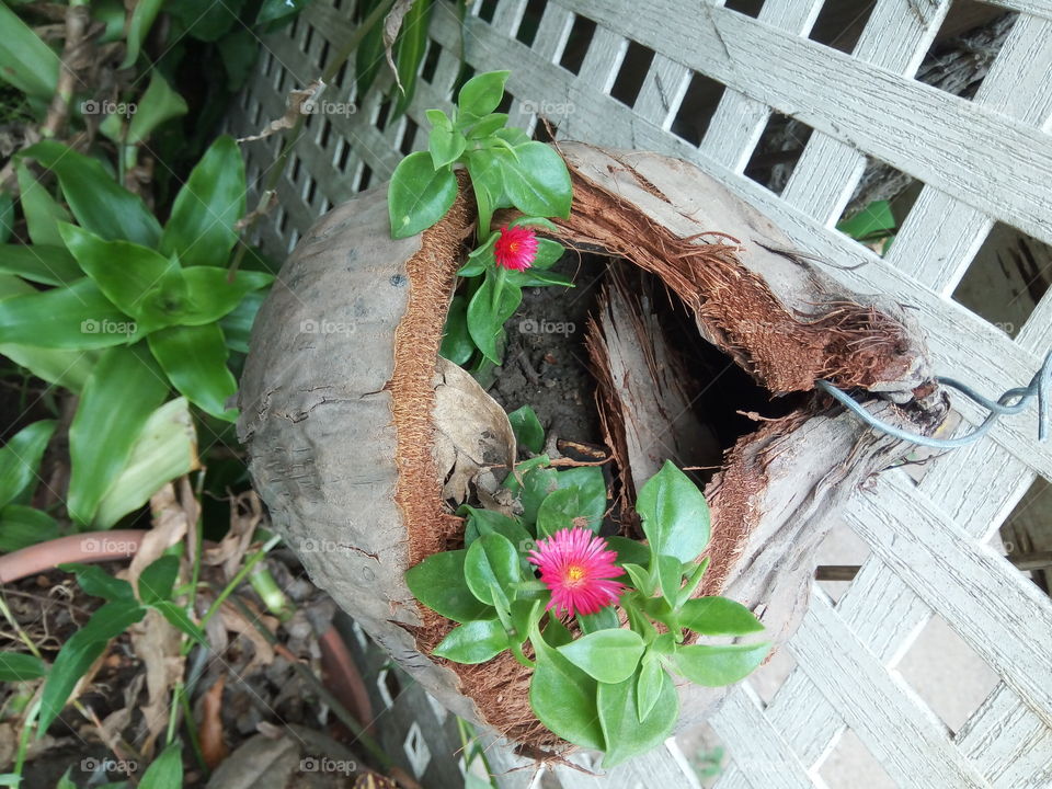 Leaf, Flower, Nature, Garden, Flora