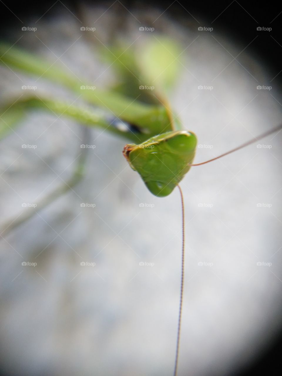 Close-up of mantis