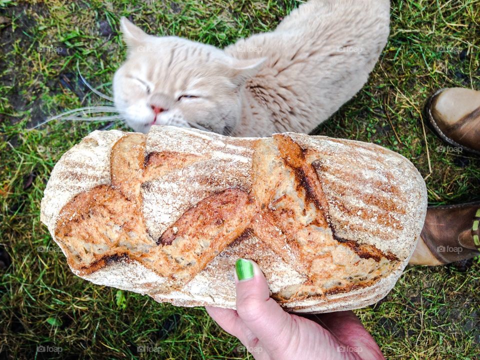 the cat and the bread