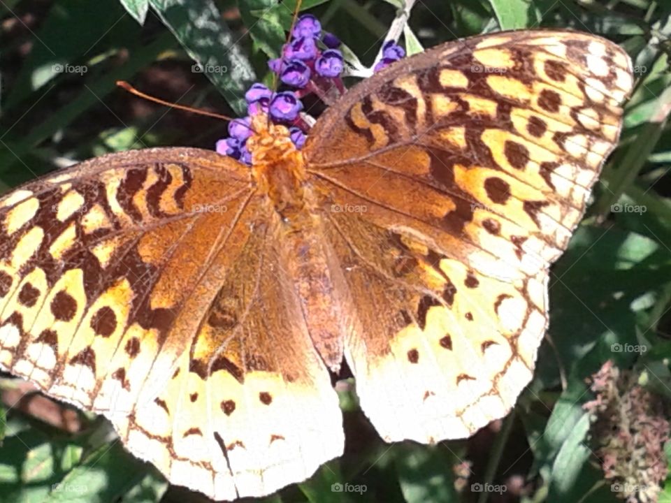 Friterary lady. Butterfly in the garden.