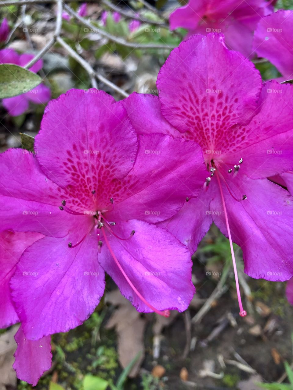 Closeup of two deep pink azalea blooms in filtered sunlight 