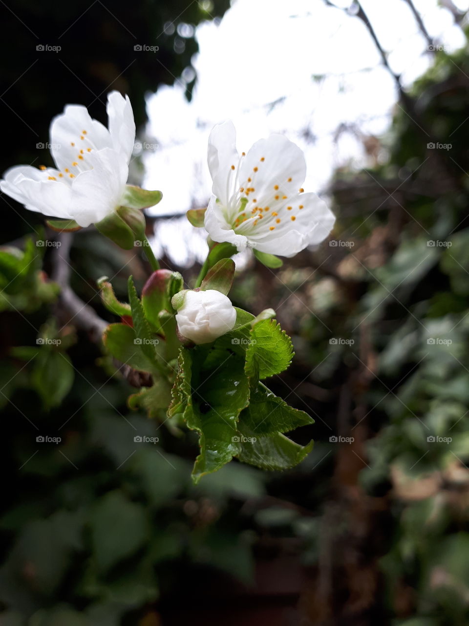 Three cherry blossoms against ivy and sky left