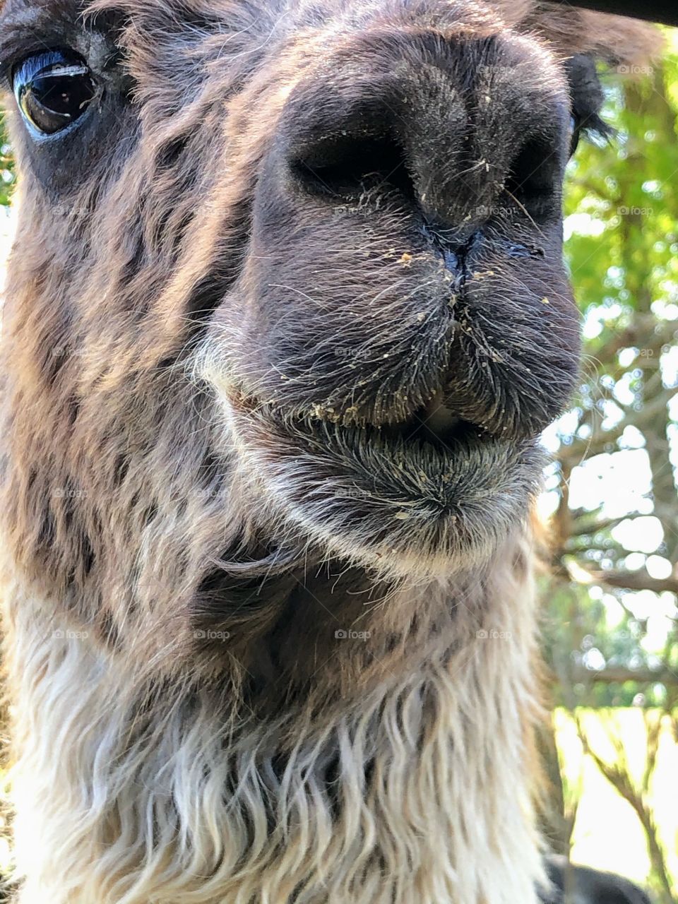 Whoa Llama