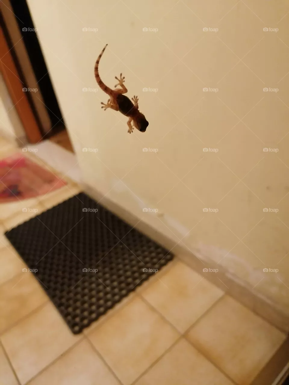 🦎