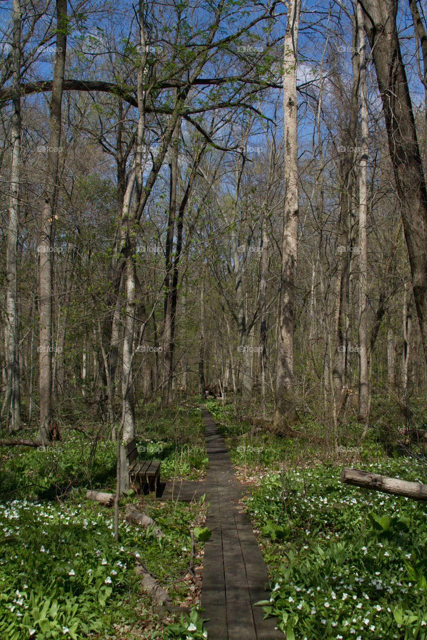 walking path. a path throw the nature preserve