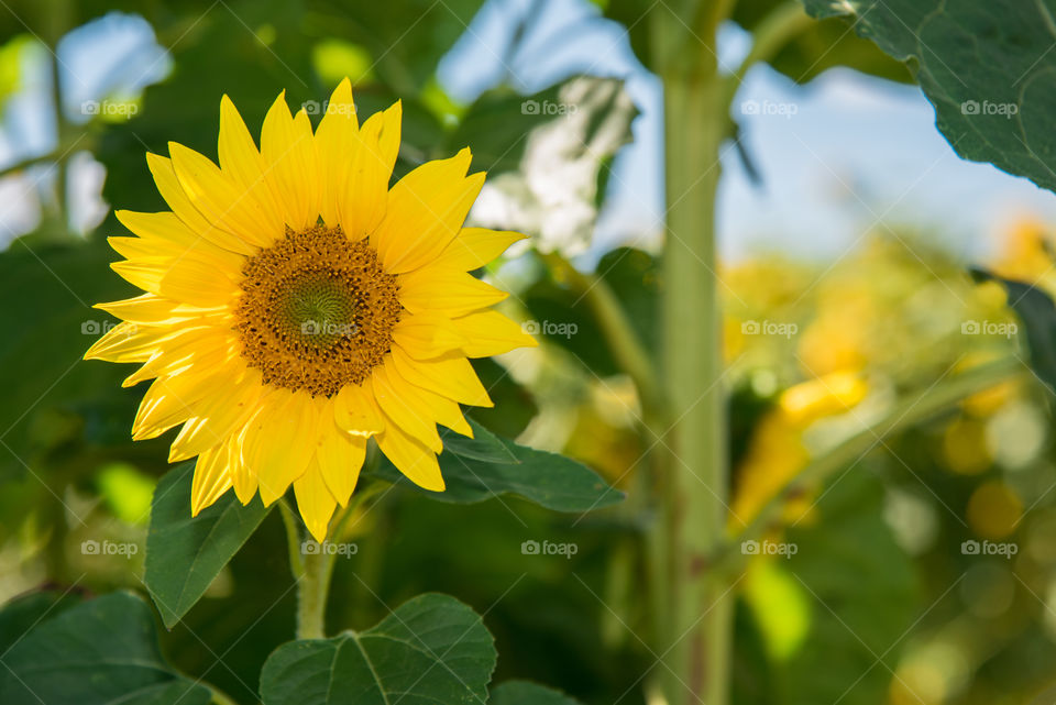 Hidden Sunflower