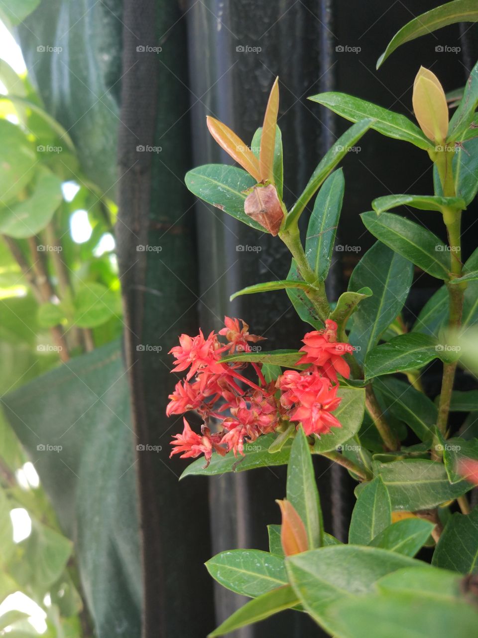 red flower on the vertical garden side by side