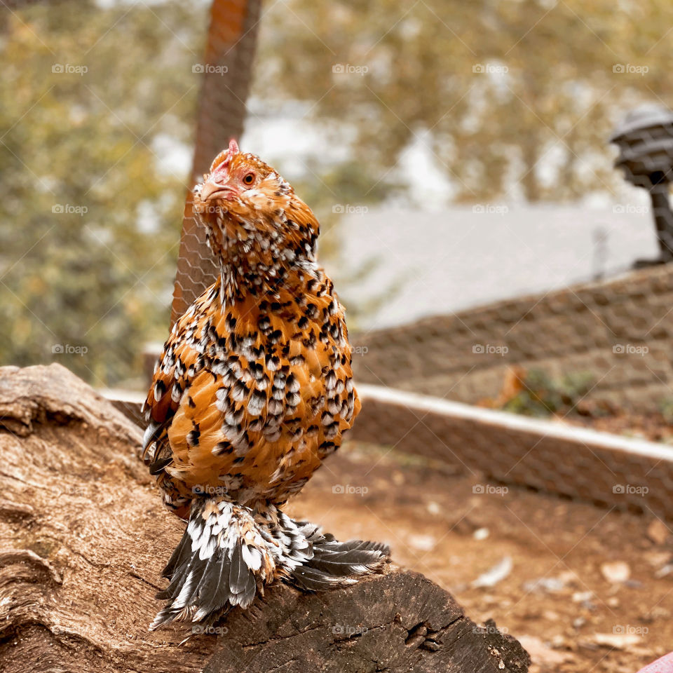 Mille Fleur D’uccles hen