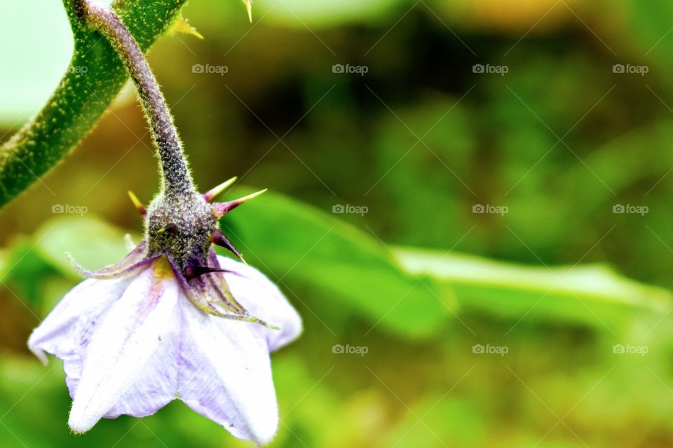 Flower of Brinjal