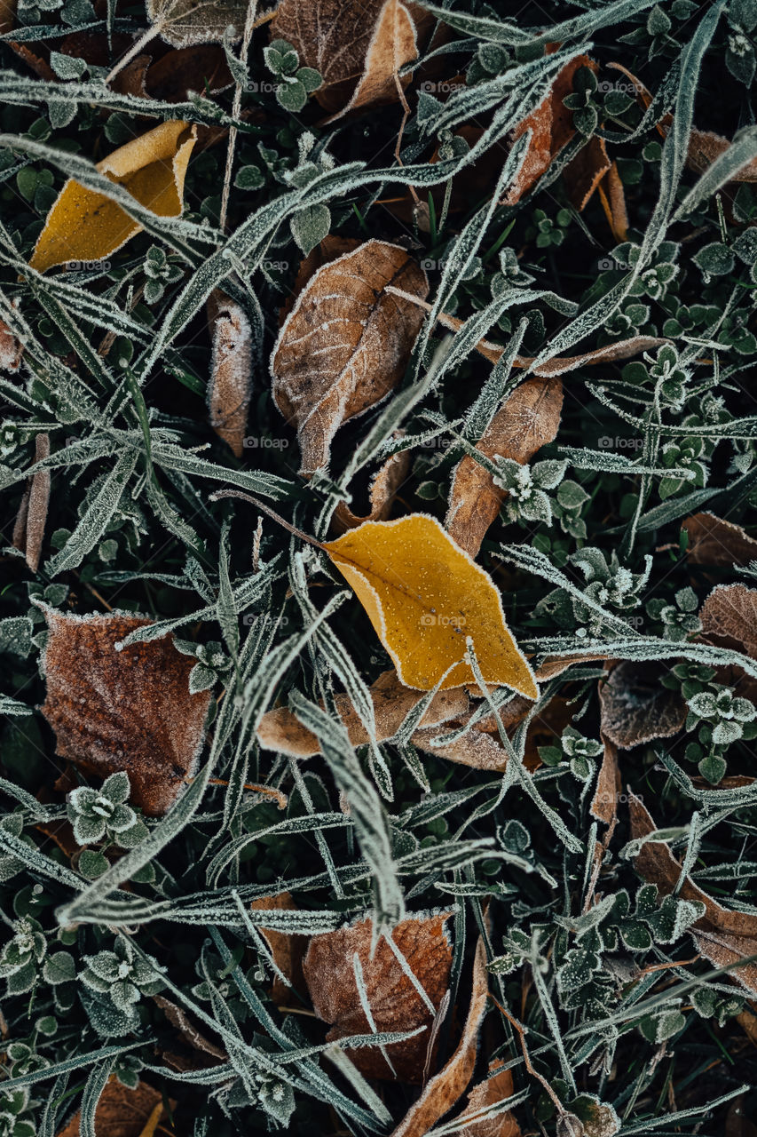 Autumn winter falling