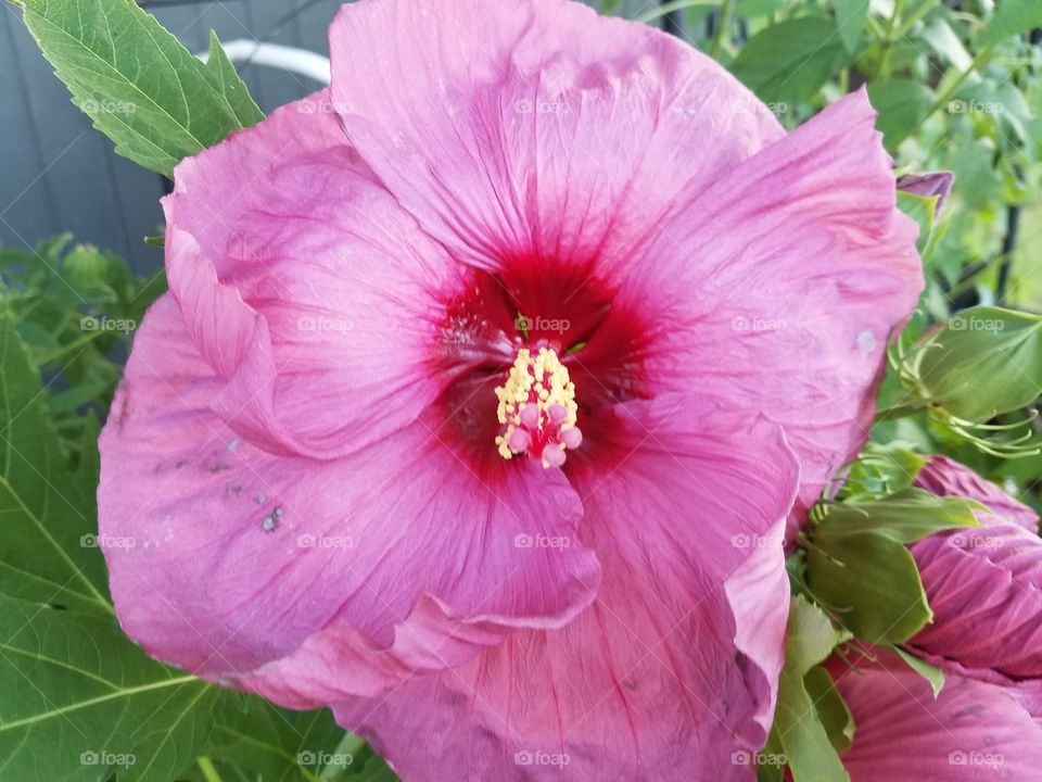 beautiful dark pink hibiscus flower