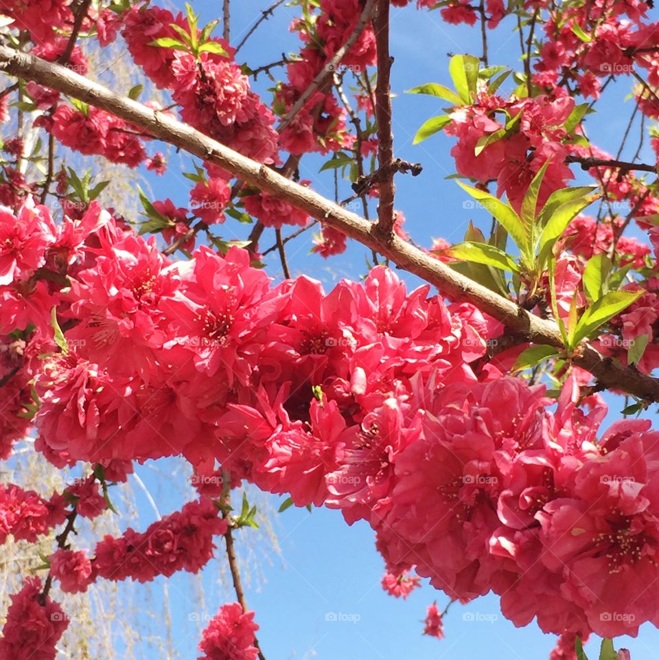 Early Red flowering peach