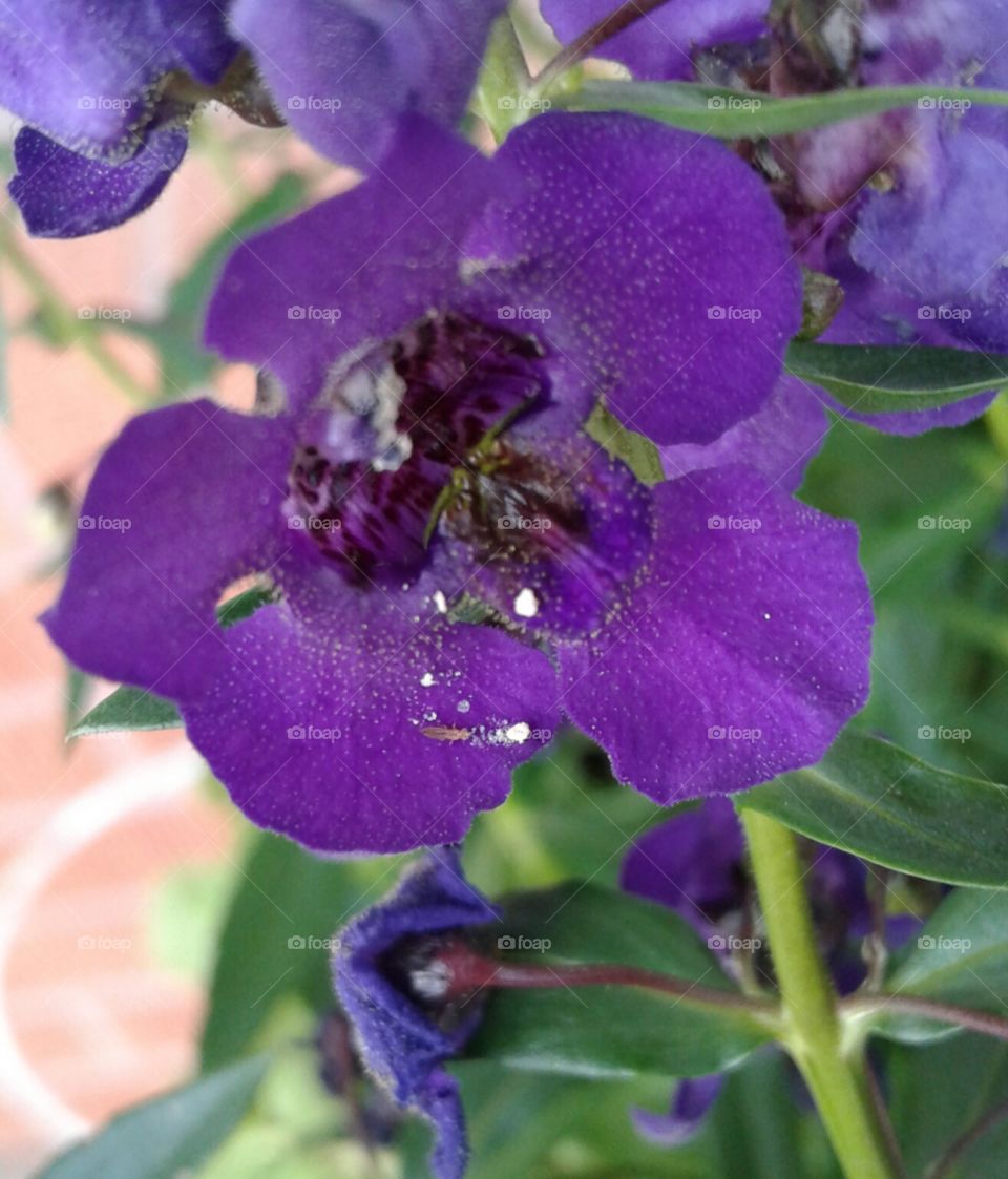 Flower, Nature, No Person, Flora, Leaf