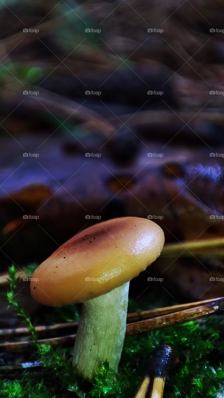 Macro photo of mushrooms in the forest
