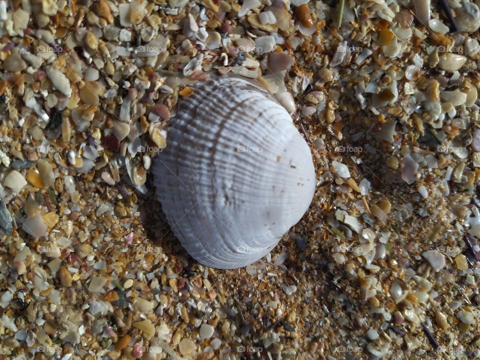 shell finding