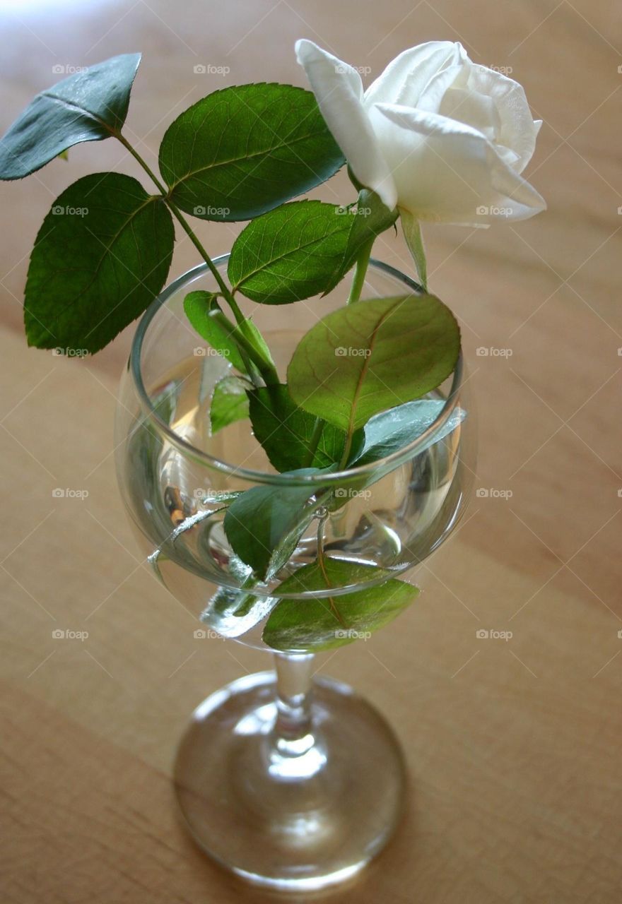Back side of white rose in a vase wine glass focus on base 