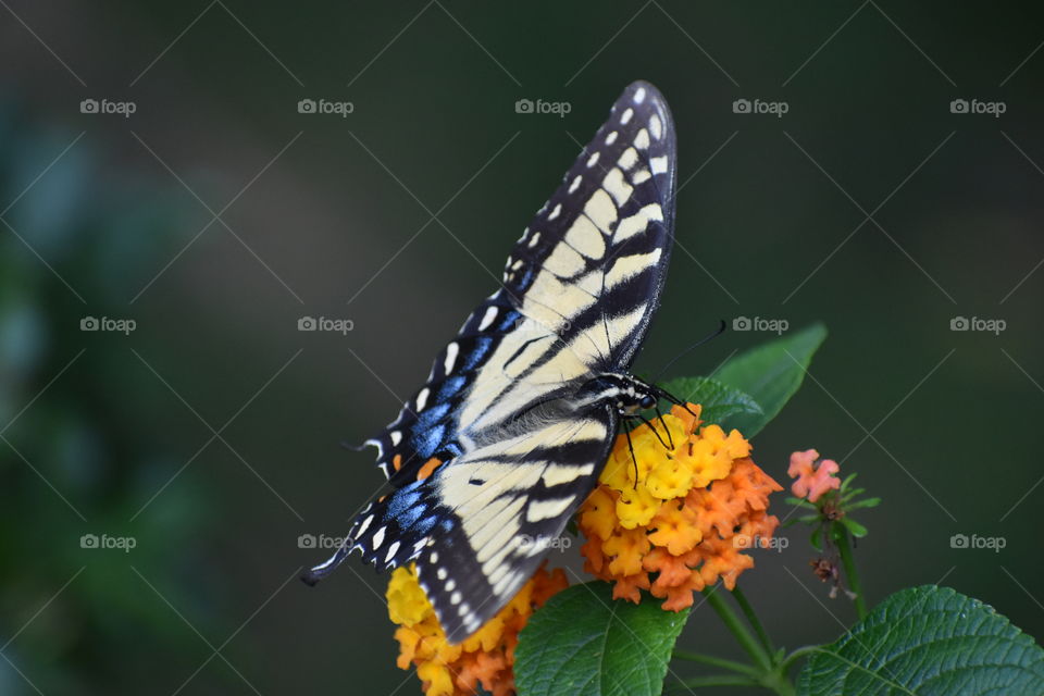 Blue butterfly on orange flower