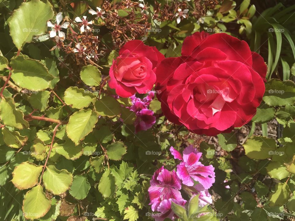 Roses, geraniums, and hawthorn flowers 