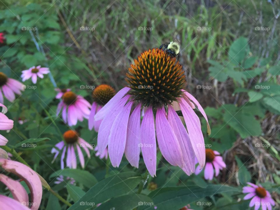 Coneflower and bee
