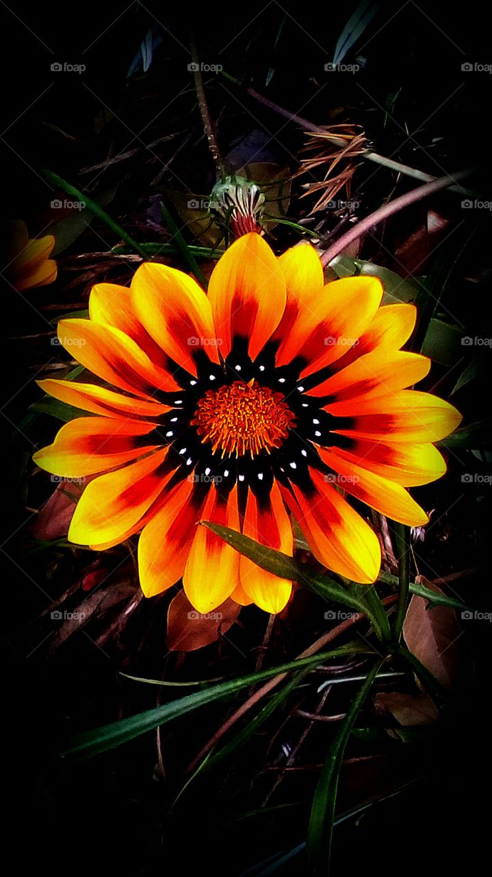Blooming wild flower with many colorful
petals in nature with many leaves and 
branch