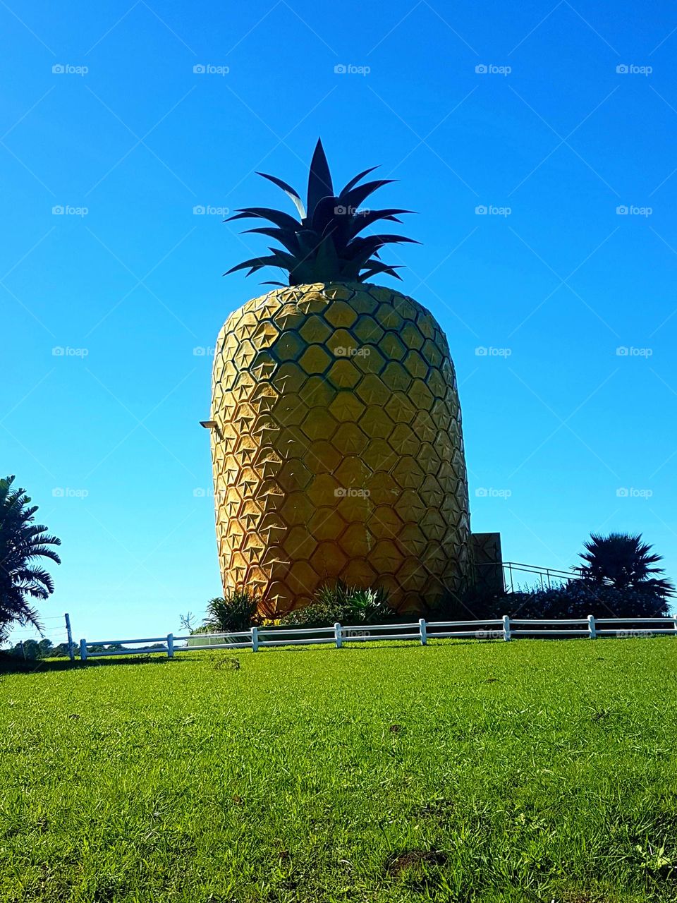 Big Pineapple