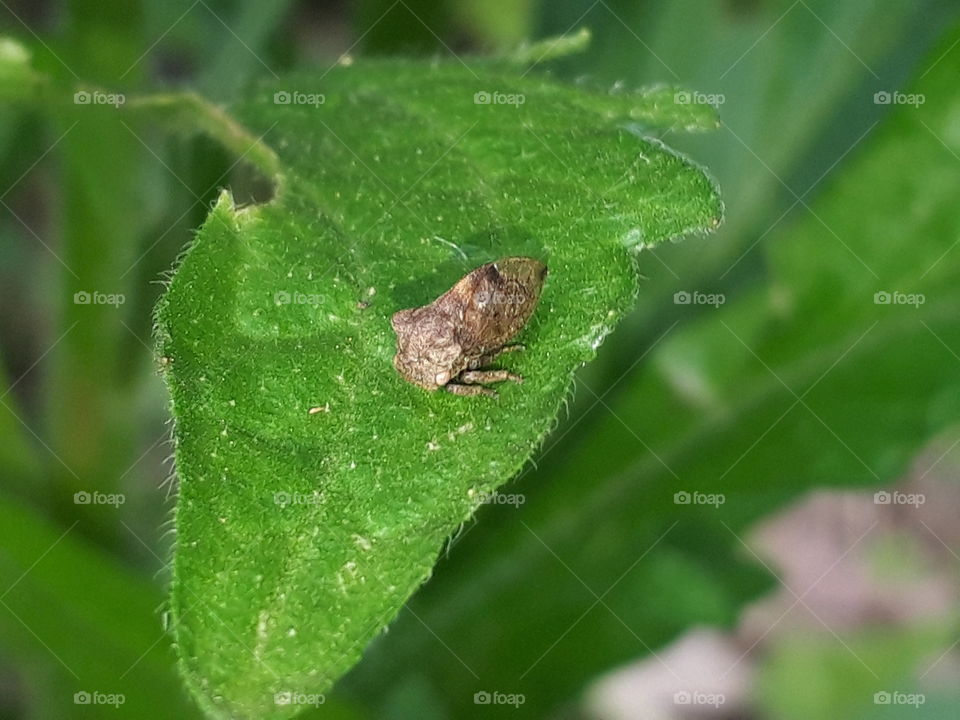 cicada